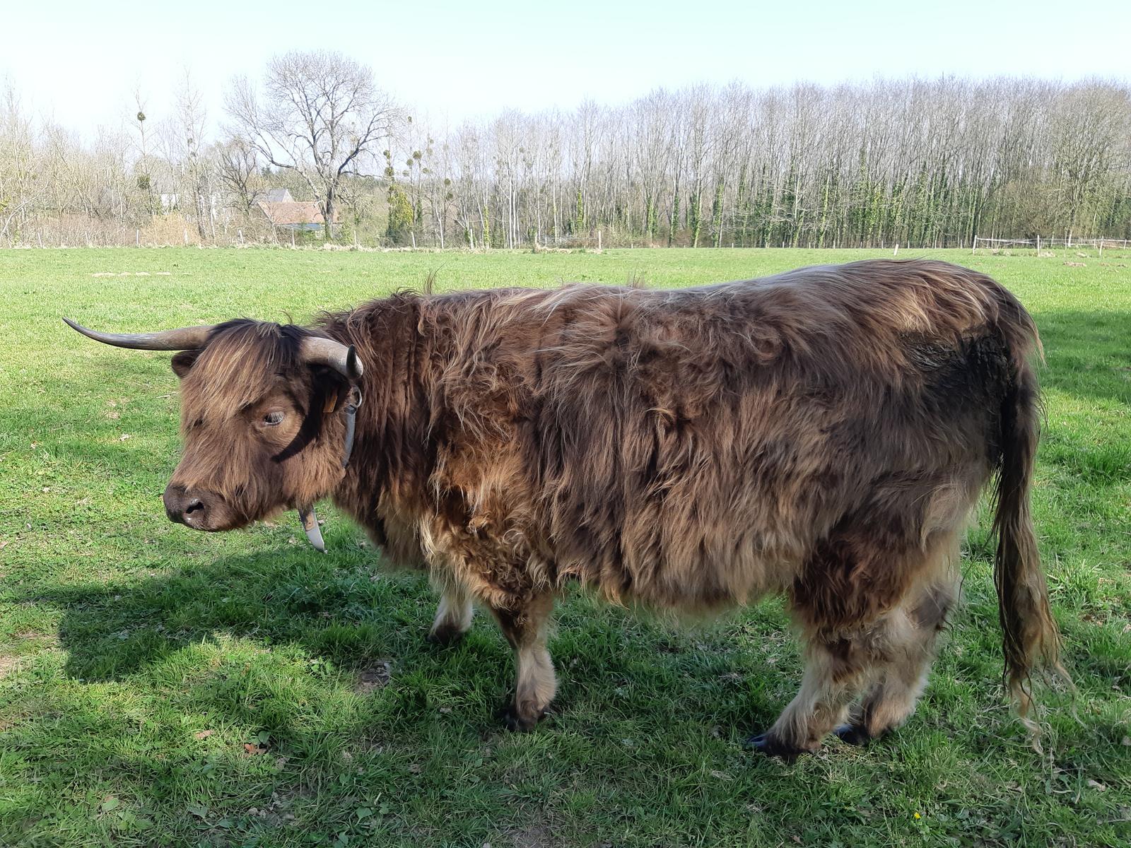 Jolie vache des Highland